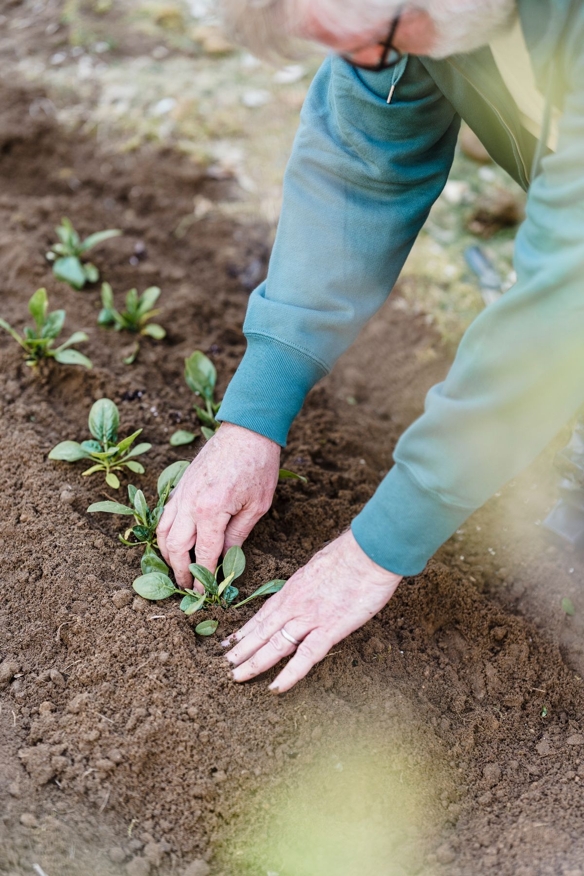 Amenajare și plantare într-o grădină